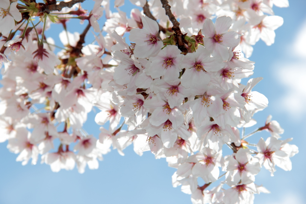 春日桜