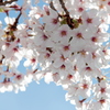 春日桜