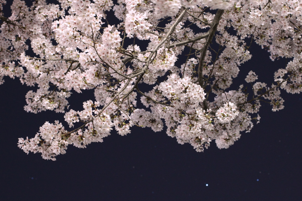 yo☆sakura