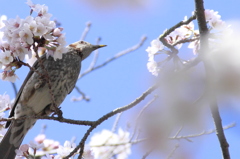 ヒヨドリと桜