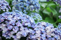 紫陽花