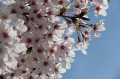 青空桜
