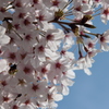 青空桜