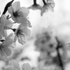 ある曇りの朝の桜