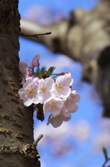 幹桜
