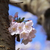 幹桜