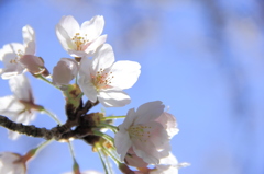桜五分