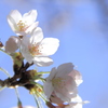 桜五分
