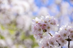 桜青空
