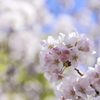 桜青空