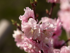 梅林公園_2