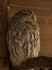 いと眠し