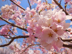 桜