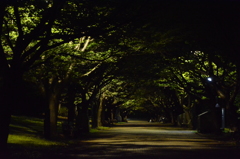 公園散歩(夜)