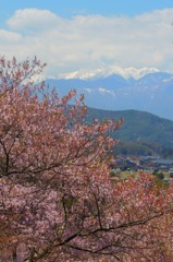 高遠城址公園にて