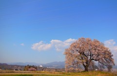 王仁塚の桜