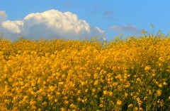 菜の花