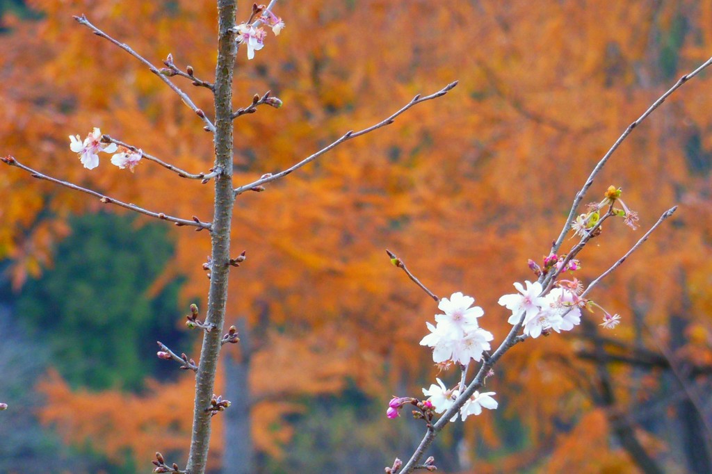 秋桜