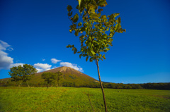 大山と木