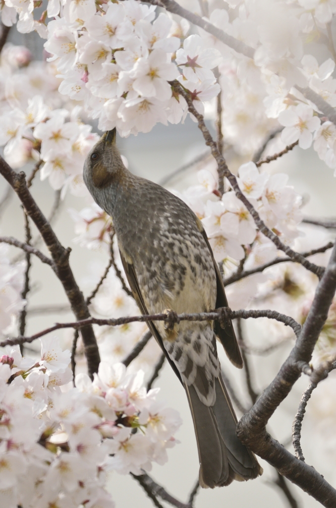 ひよどり