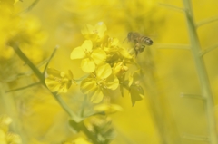 菜の花の森を行く