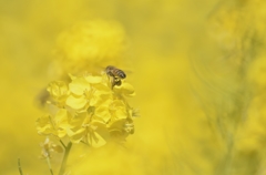 花とミツバチの絆