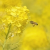 菜の花とミツバチ