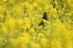 菜の花とひよどり