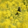 菜の花とひよどり