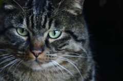 ねこ