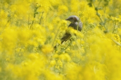 菜の花とよどり（2）