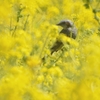 菜の花とよどり（2）