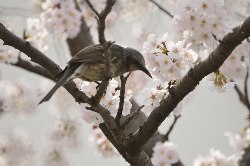 ひよどり