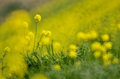 菜の花