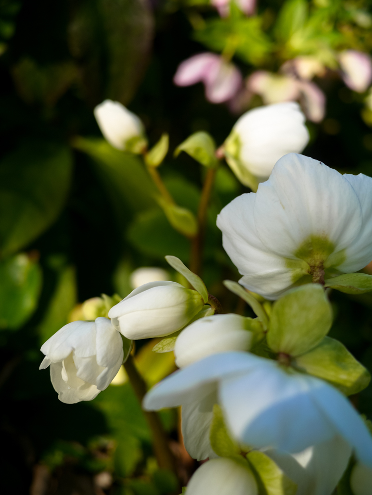 クリスマスローズ