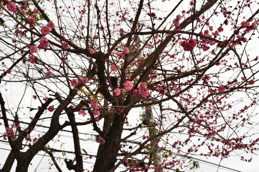 梅が咲いていました。