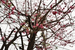 梅が咲いていました。