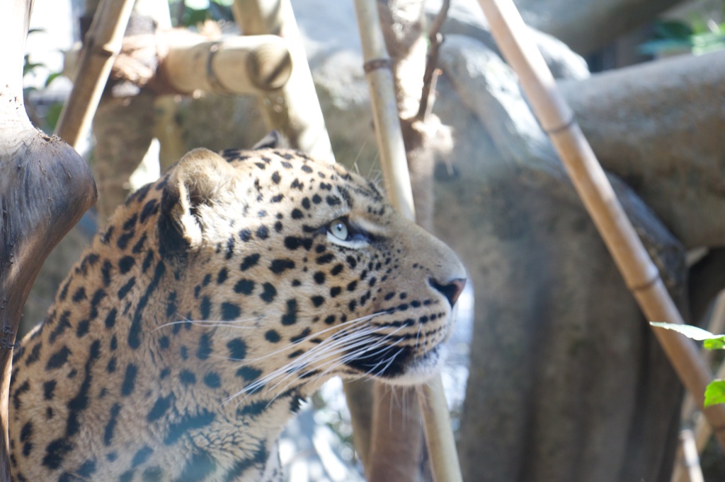 福岡市動物園のヒョウ(1)