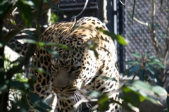 福岡市動物園のヒョウ(3)