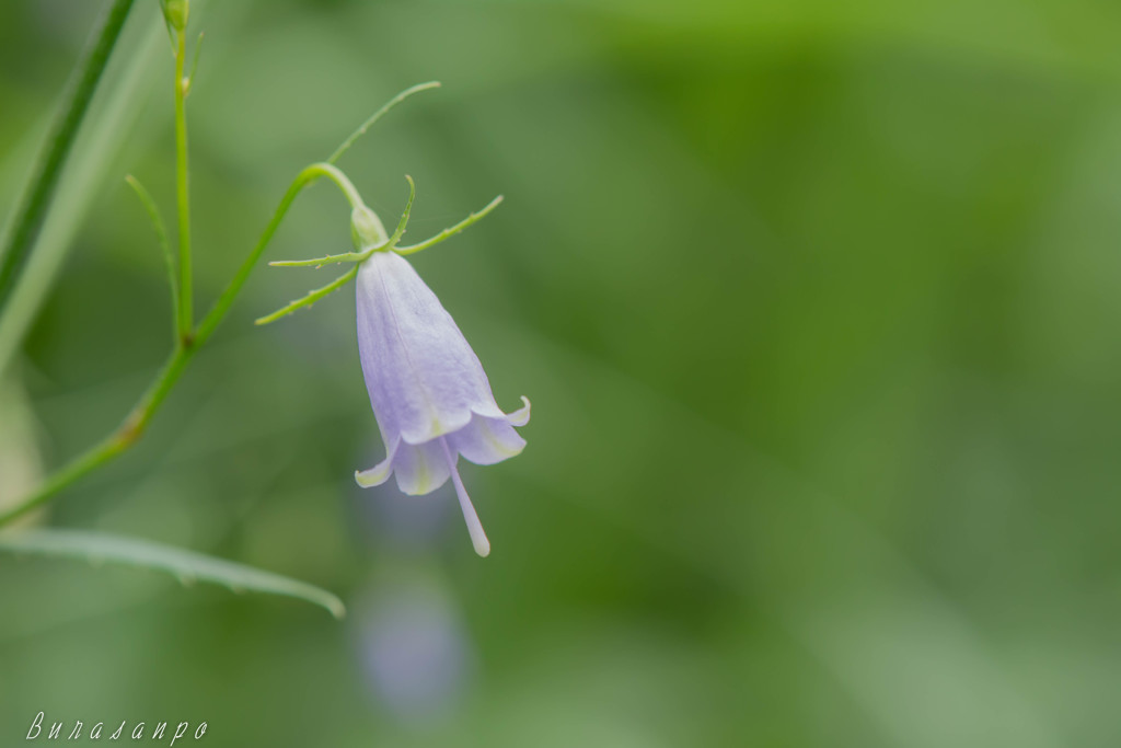 晩夏の野花