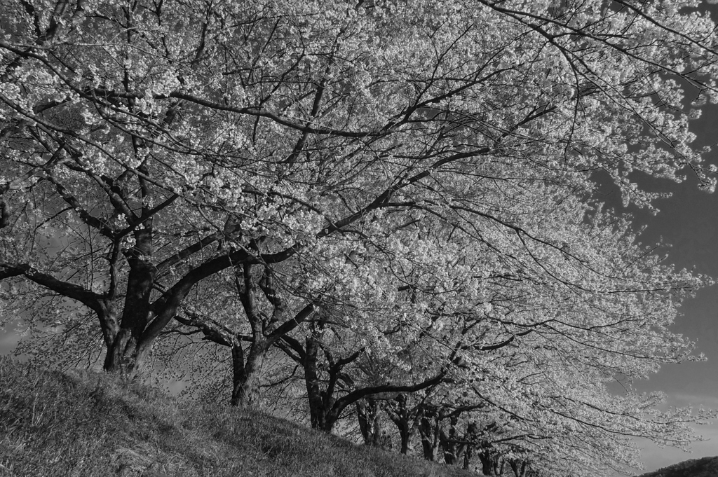 宮の桜「同行者撮影」5