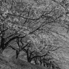 宮の桜「同行者撮影」5