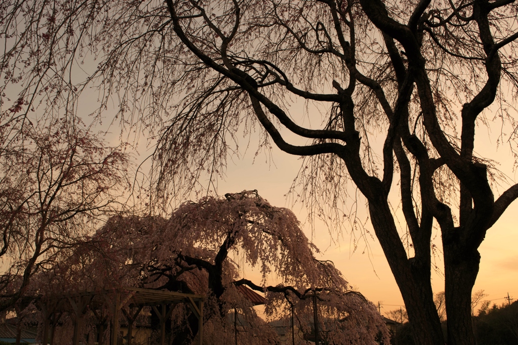 樹齢200歳超の夕景