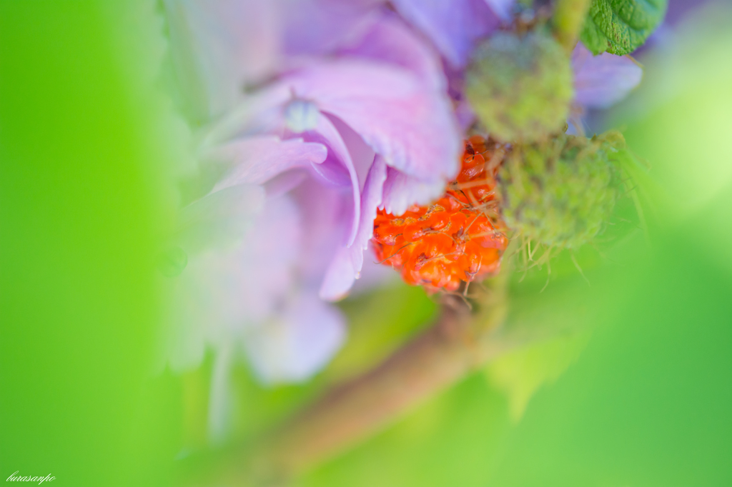 紫陽花野苺