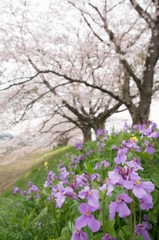 花大根と宮のさくら