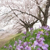 花大根と宮のさくら