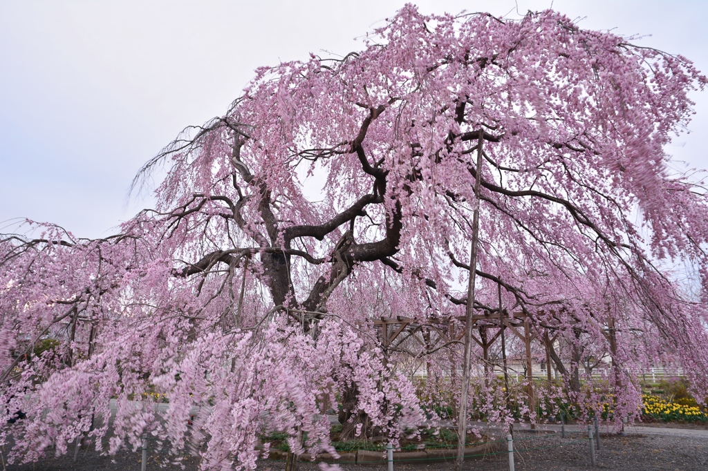 長福寺「枝垂桜」2