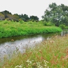 「カワセミ」の留まる木-いつもの公園-