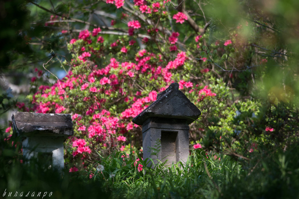 つつじと石祠