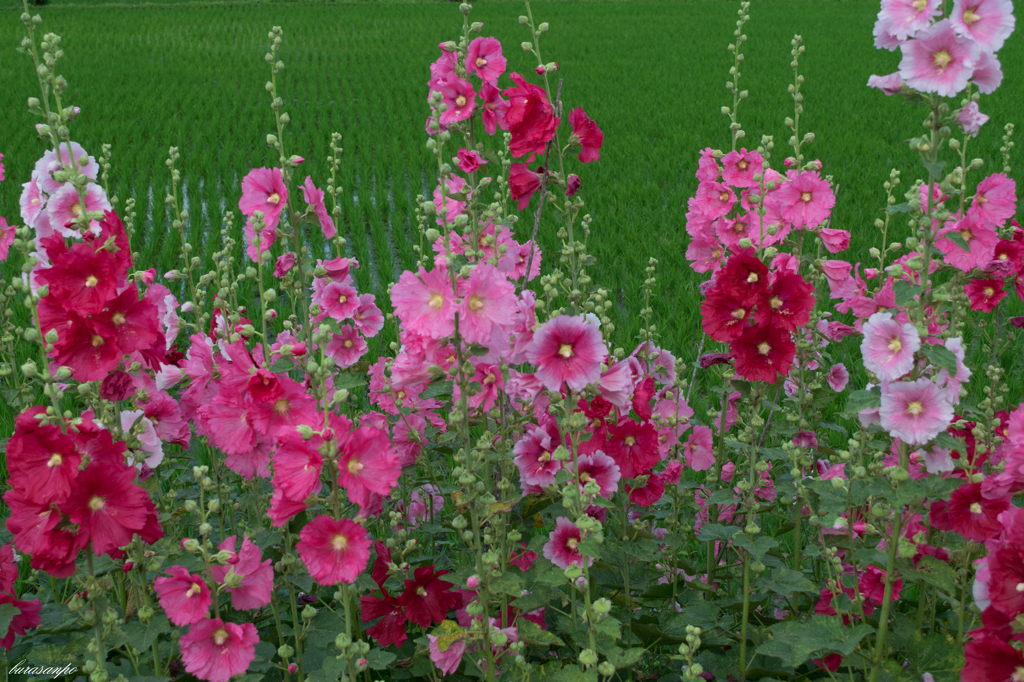 田園の華